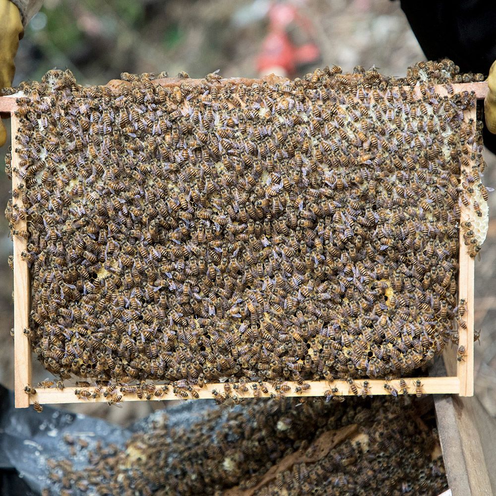 中蜂蜂王种王 中蜂新开产王 中蜂产卵王 双色处女王 阿坝处女王