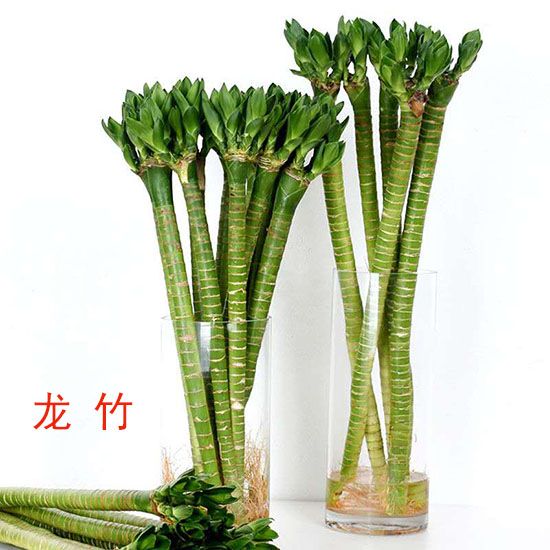 室内绿植推荐客厅竹子 cce715dc-56aa-4c29-bc77-627af9ec9370.jpg