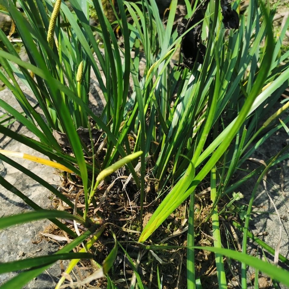 野生石菖蒲新鲜山菖蒲虎须室内水培水养绿植物盆栽金钱菖蒲【2月23