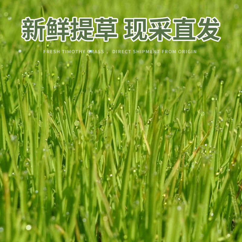 Chongshangtian 2023 Timothy Grass Guinea Pig Feed Chinchilla Rabbit Grain Timothy Hay Rabbit Grass Guinea Pig 500g