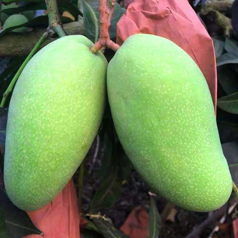 海南金煌芒果整箱批发当季应季新鲜水果甜心芒水仙芒大青芒果现摘