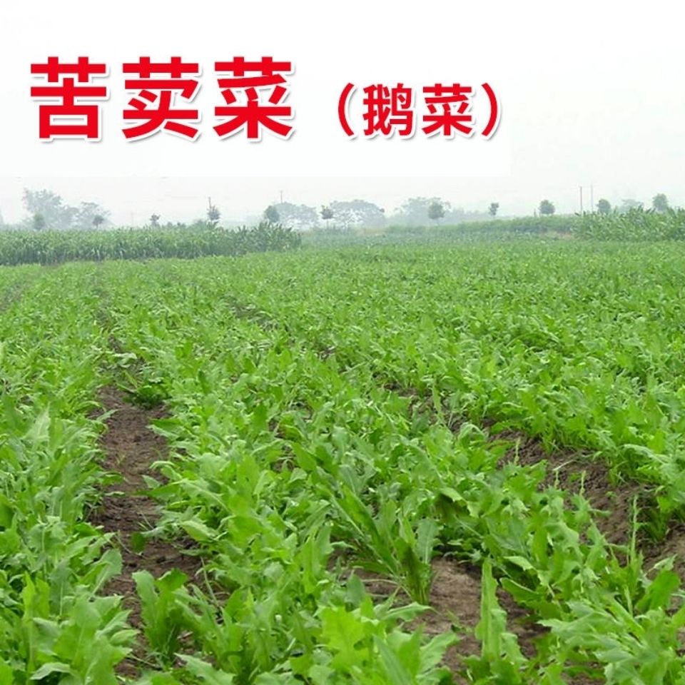 饮用苦荬菜种子高产型鹅菜种子牧草种子养鹅必备增进食欲苦麦菜