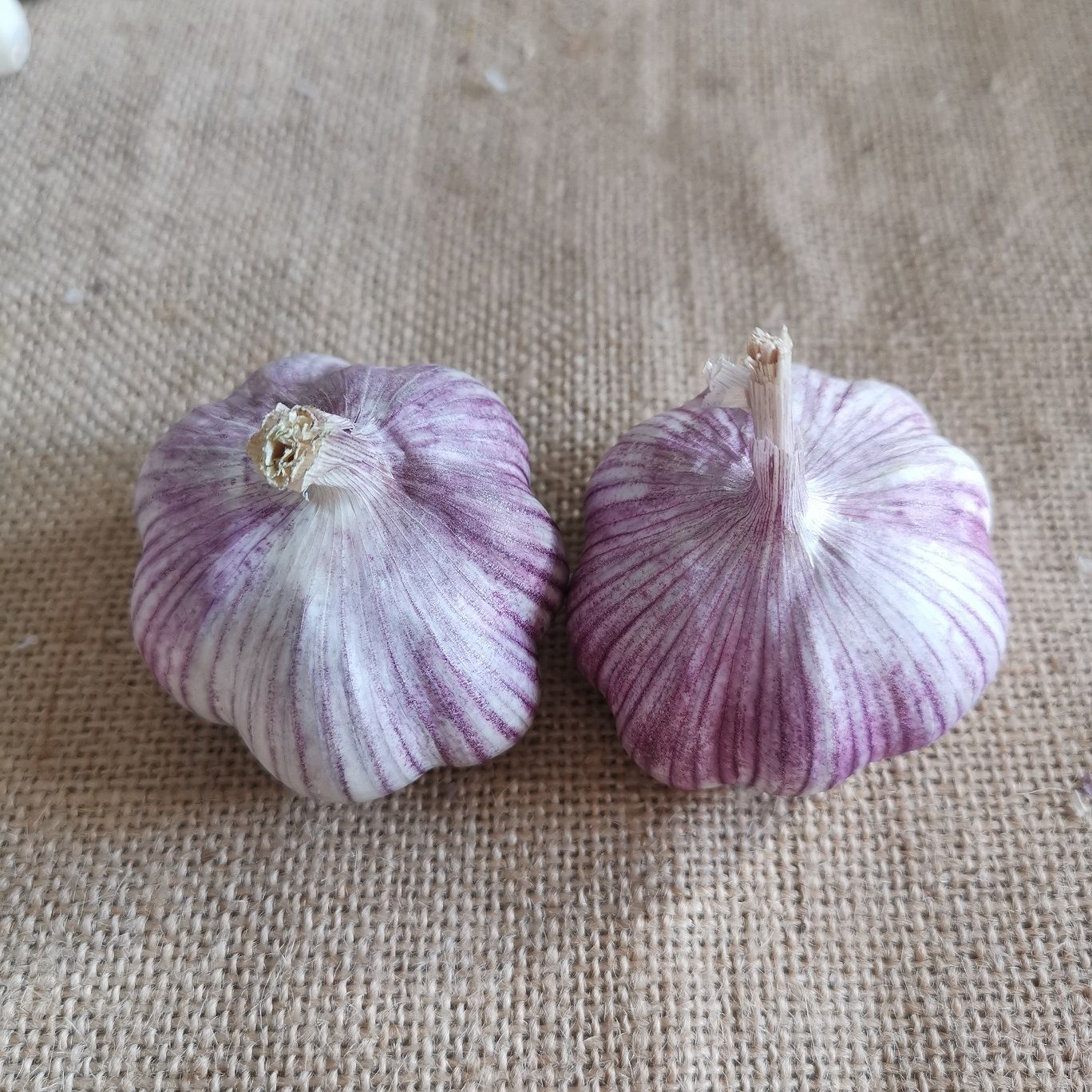 75873-红皮大蒜新鲜干蒜大蒜头种子 香蒜头干蒜紫皮大蒜批发价2/5/10斤-详情图