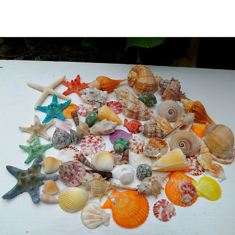 超值50-60只海螺贝壳+6只天然海星套装