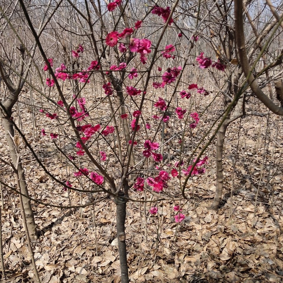 朱砂红梅,喜欢可以看一下,很好看的花.