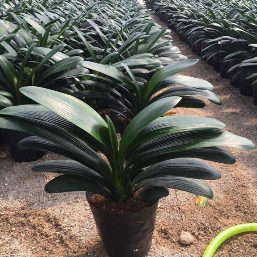 盆栽花卉植物室内君子兰 5c56b8d7-2ae1-4294-983b-4070c21feceb.jpg