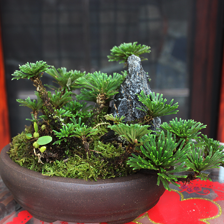 卷柏盆栽九死还魂草苗耐寒四季常青小植物学生绿植小盆栽客厅【5天内