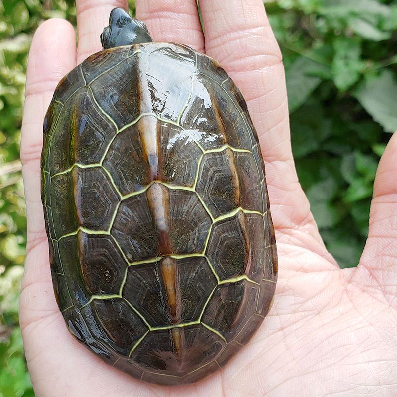 中华草龟活体 乌龟活物外塘小墨龟苗宠物水龟金线龟情侣龟长寿龟