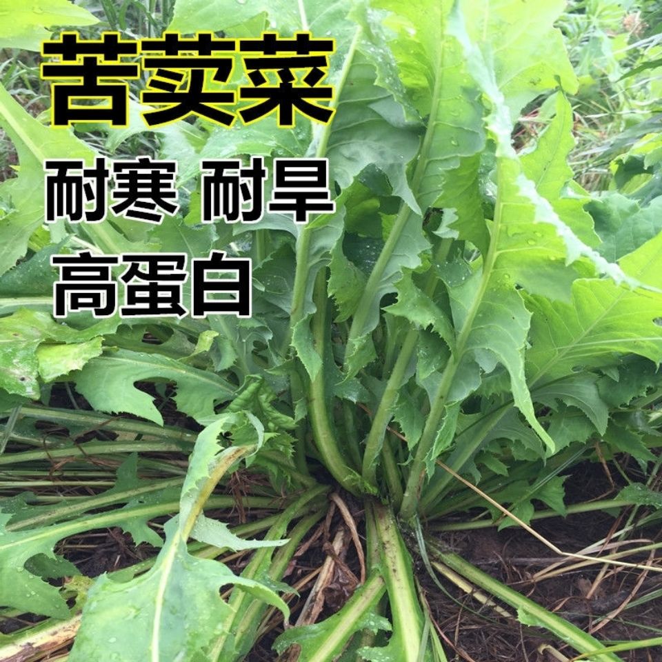 苦麻菜种子籽种农家野生苦菜野菜苦荬菜曲麻菜阳台四季播蔬菜种籽