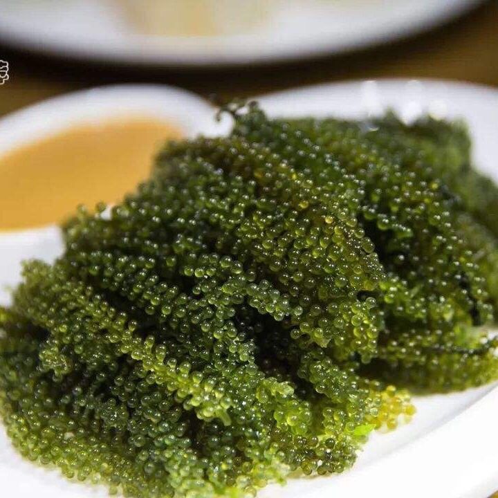 盐渍海葡萄100g新鲜活即食长寿菜海藻菜海菜裙带菜寿司绿色鱼子酱
