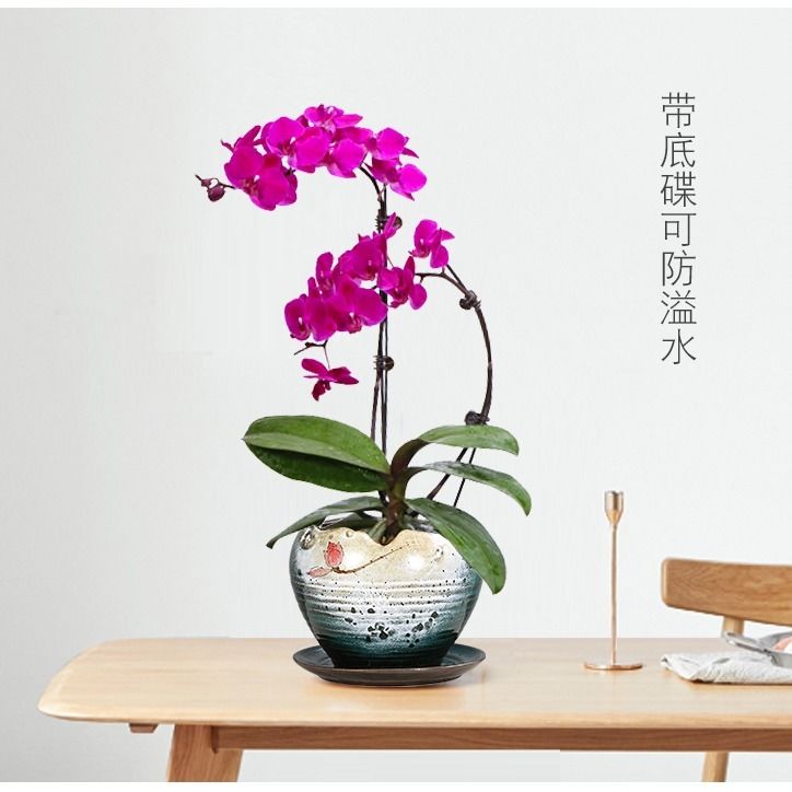 蝴蝶兰花盆 059e4719-0f0d-4f89-a7a2-caffe2c29d08.jpg