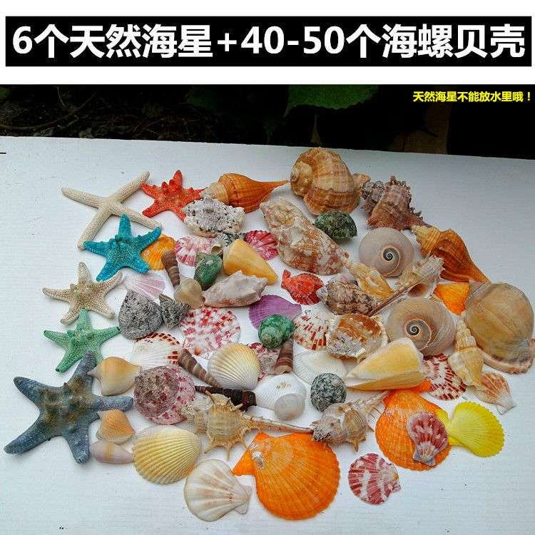 超值50-60只海螺贝壳+6只天然海星套装