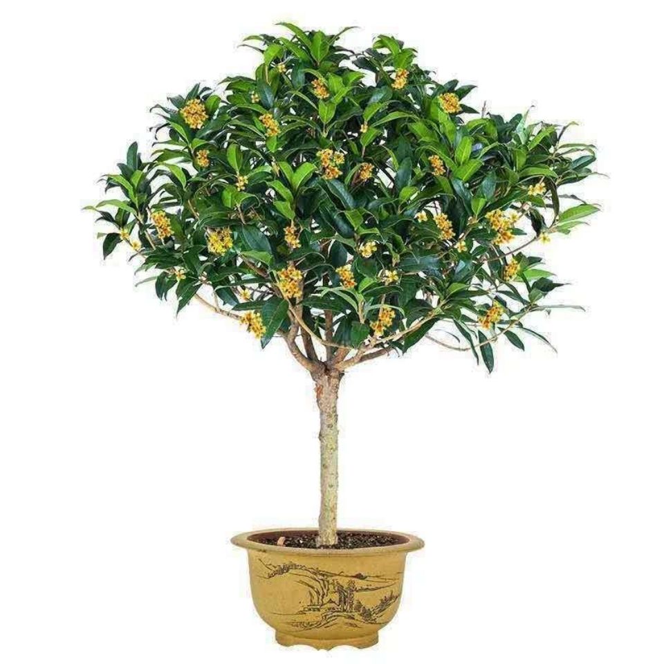 盆栽花树 b6b1869a-1186-40f9-853f-d5dbe0eded0f.jpg