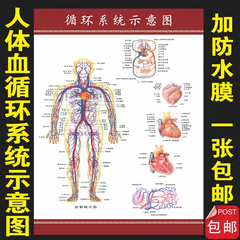 人体血管系统示意图解剖图挂图挂画 全身血液循环图海报贴画海报