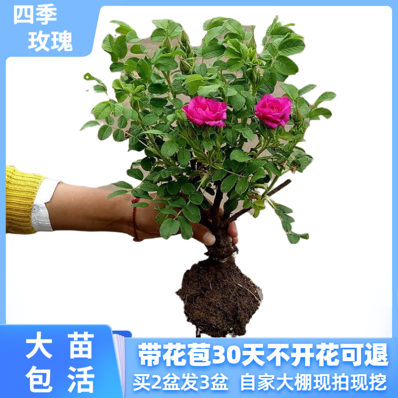 四季玫瑰花盆栽大苗带花苞月季室内花卉好养易活当年开花特价清仓