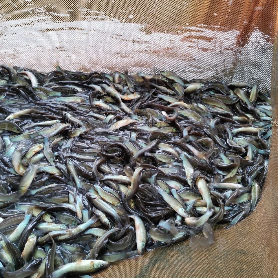 丁穗丁岁淡水观赏鱼活体桂鱼鲑鱼鱼苗