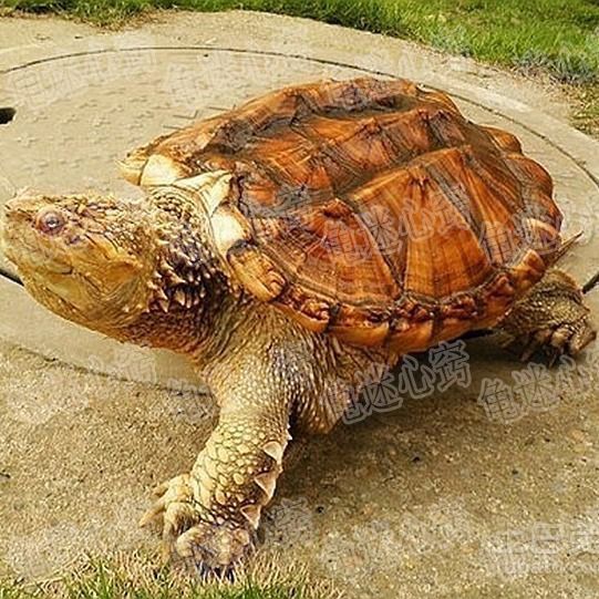乌龟活体鳄龟苗北美小鳄龟鳄乌龟凶猛鳄龟金甲杂佛龟苗龟粮真鳄龟
