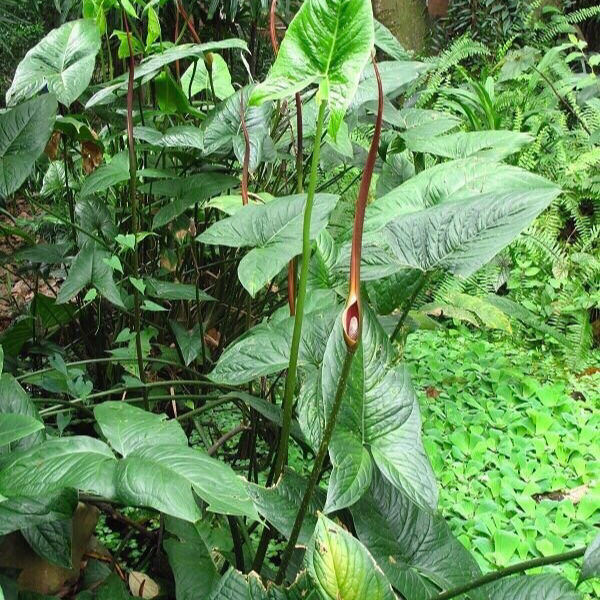 新鲜勒慈姑天河芋水刺芋水勒钩勒芋勒藕勒慈茹
