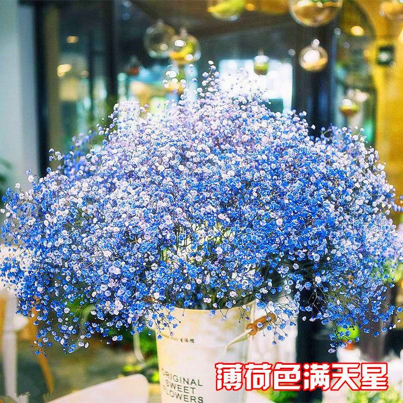 盆栽花卉种子推荐 3d8166d8-ed0c-47b3-a36e-db68e1038cf7.jpg