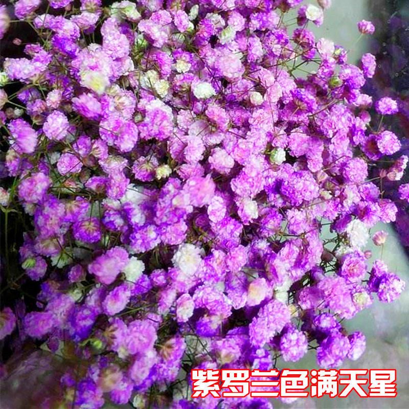 盆栽花卉种子价格表 6f986ba2-8568-44b1-a439-acdf1064b259.jpg