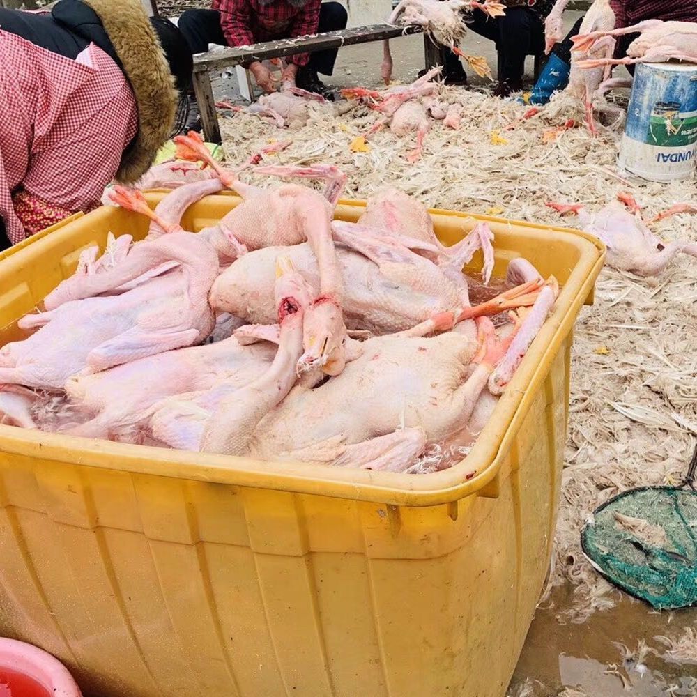 5斤皖西大白鹅农家散养大鹅吴山贡鹅食材大鹅整鹅大白鹅