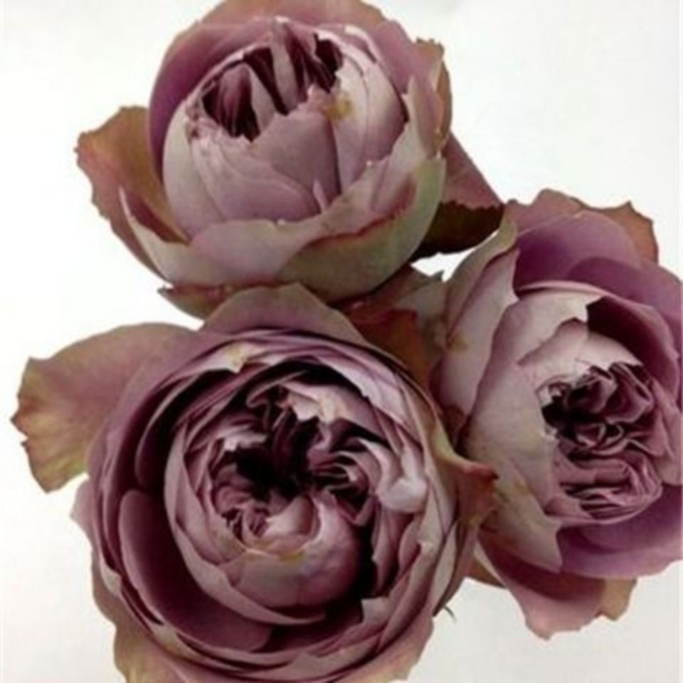 欧月新品日本杂交茶香【法尔索】月季花灌木切花玫瑰花苗大花品种【2