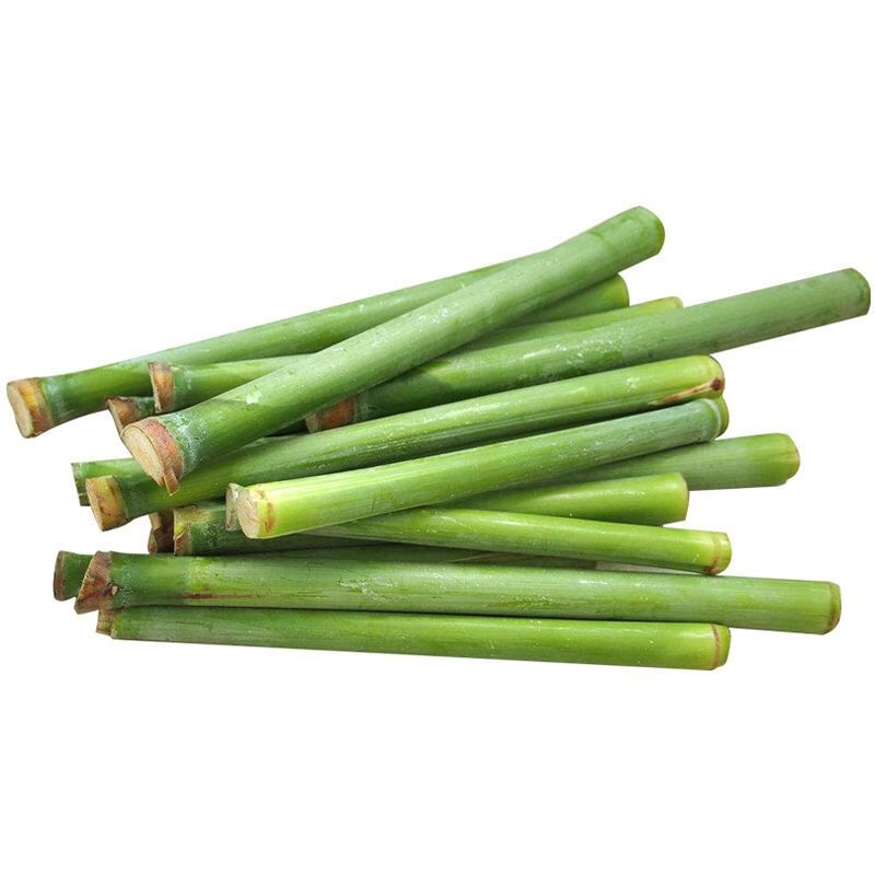 北方甘蔗种子甜杆种子甜高粱芦栗甜秫秸糖高粱种子甜杆种脆甜多汁