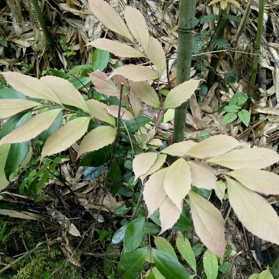 野生药材土黄莲刺黄柏刺齿十大功劳四季常青花卉树苗20-30公分高