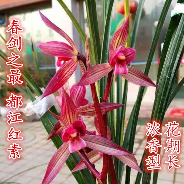 特价兰花苗好养春剑名品都江红素名贵兰花带花苞浓香型兰花盆栽