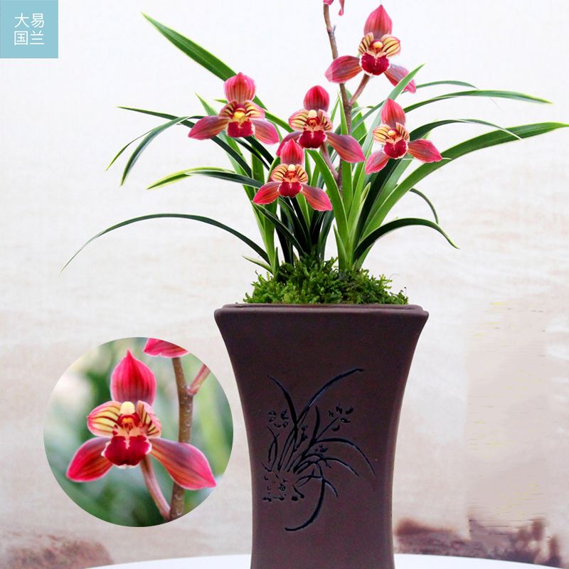 室内大型花卉盆栽带花苞 0b8c31e9-cb6d-4f67-bcf3-e63375604b42.jpg