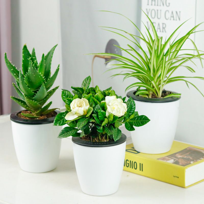 室内绿植大型绿植盆栽 1a0b5bd7-c34f-4fea-a448-47173725847f.jpg