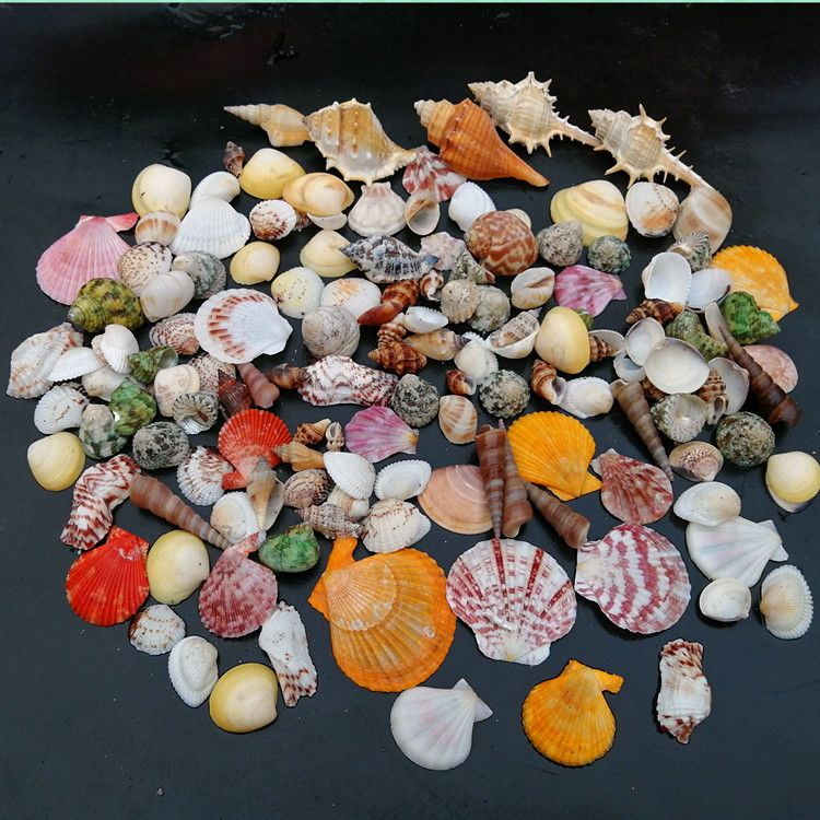 海螺贝壳 水族鱼缸造景装饰过滤材料装饰品 中小型摆件