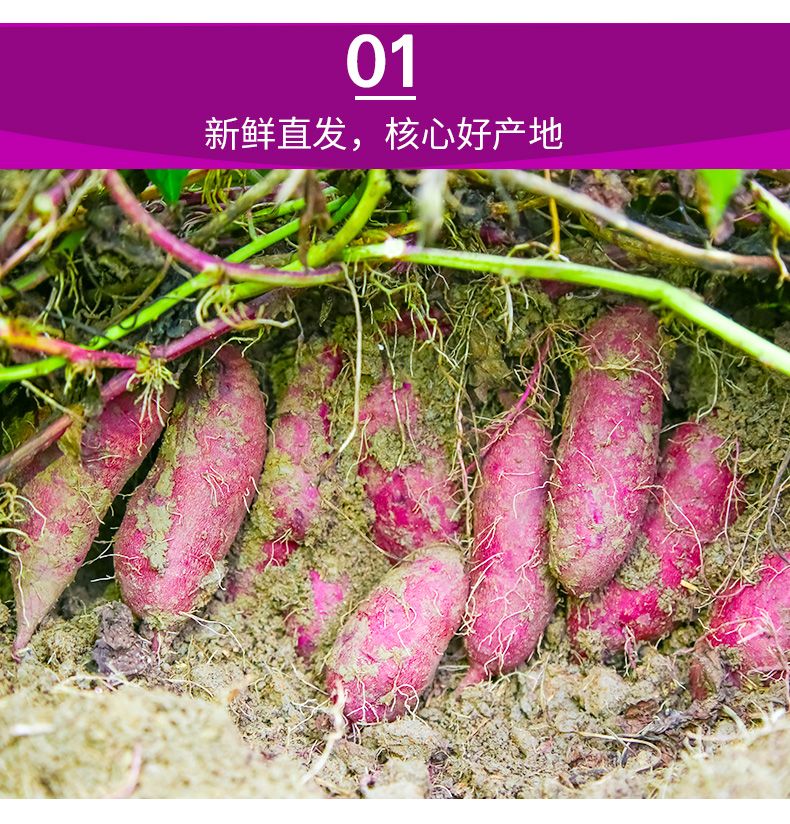 【香甜粉糯】沙地紫薯新鲜番薯板栗红薯地瓜蜜薯蔬菜批发2/5/10斤