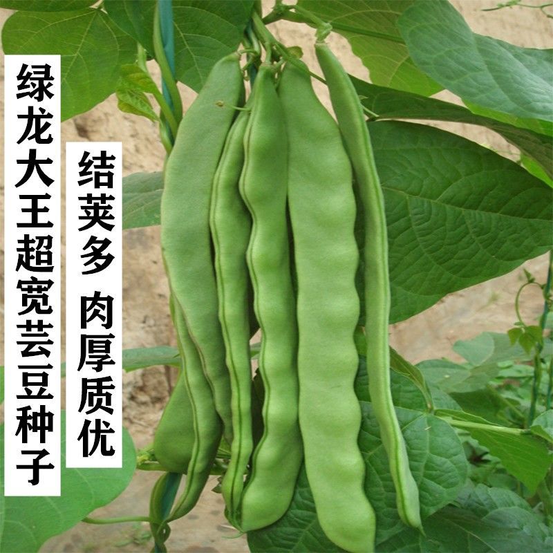 扁宽四季豆种子绿长豆角籽春夏秋豇豆籽高产无架有架四季豆种子