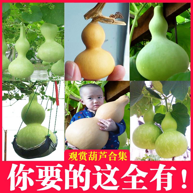手捻葫芦种籽 八宝大酒亚腰莲花头手捻菜文玩葫芦种子 葫芦种孑苗