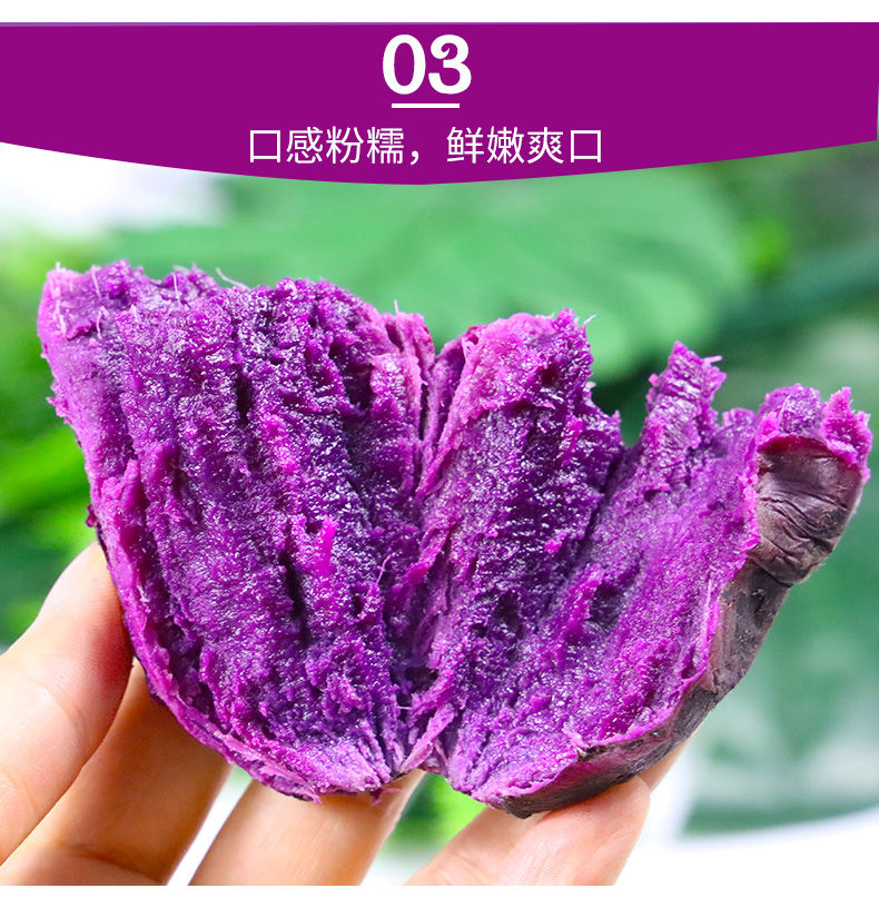 【香甜粉糯】沙地紫薯新鲜番薯板栗红薯地瓜蜜薯蔬菜批发2/5/10斤