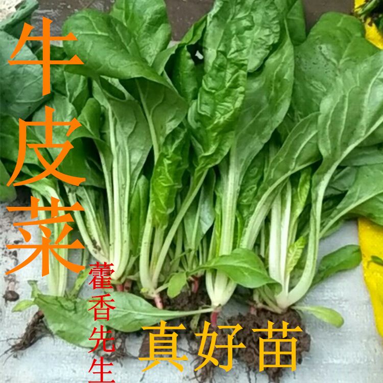 四川厚皮菜苗10颗种植可食用白牛皮菜根达菜厚合菜莙荙菜种子盆栽