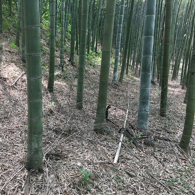 大型毛竹苗竹子苗楠竹种食用竹笋竹苗楠竹根毛竹根四季常青耐寒 虎窝拼