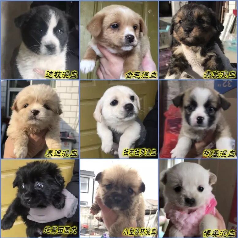 中华田园犬土狗活体金毛串拉布拉多串哈士奇串泰迪串