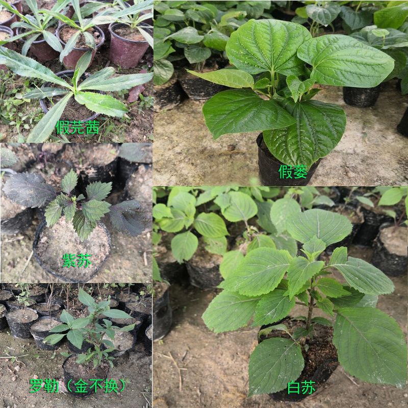 刺芫荽苗罗勒金不换蛤假蒌假芫茜白苏紫苏种植苗调味香料香草做菜 虎窝拼