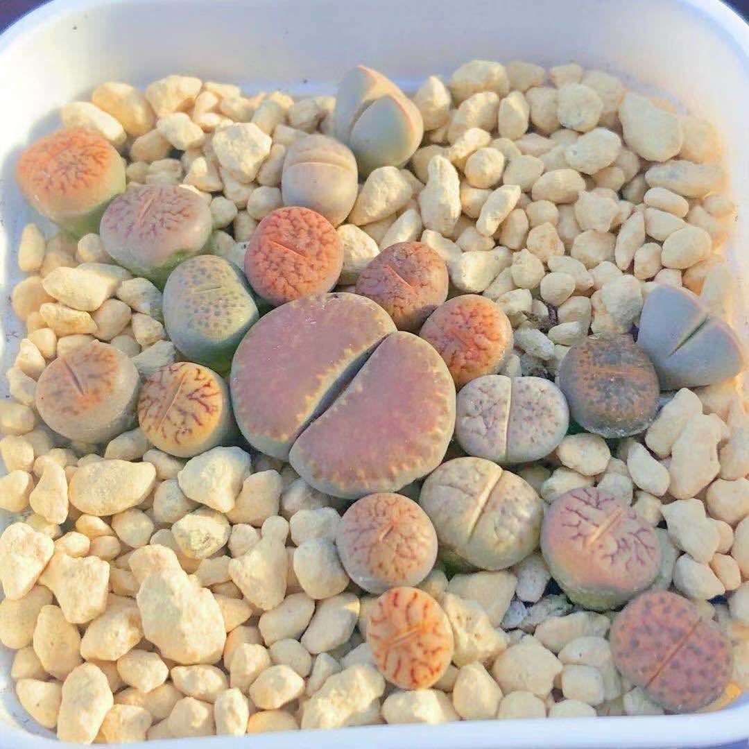 多沫园艺生石花石头话屁屁花番杏科多肉植物pp绿植盆栽 虎窝拼