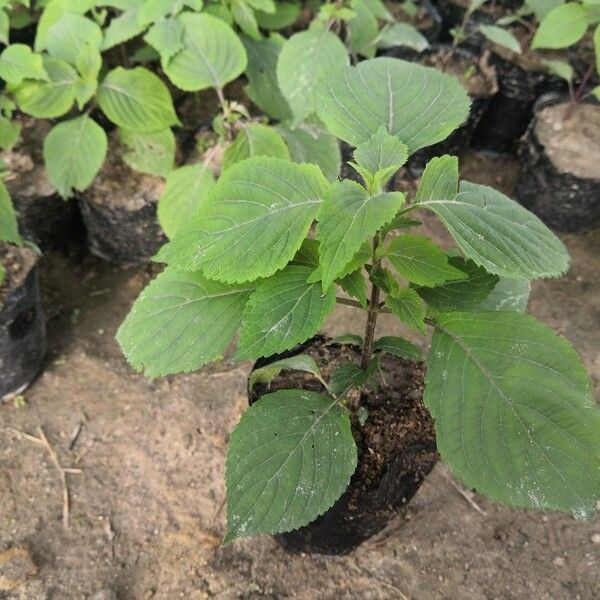 刺芫荽苗罗勒金不换蛤假蒌假芫茜白苏紫苏种植苗调味香料香草做菜 虎窝拼