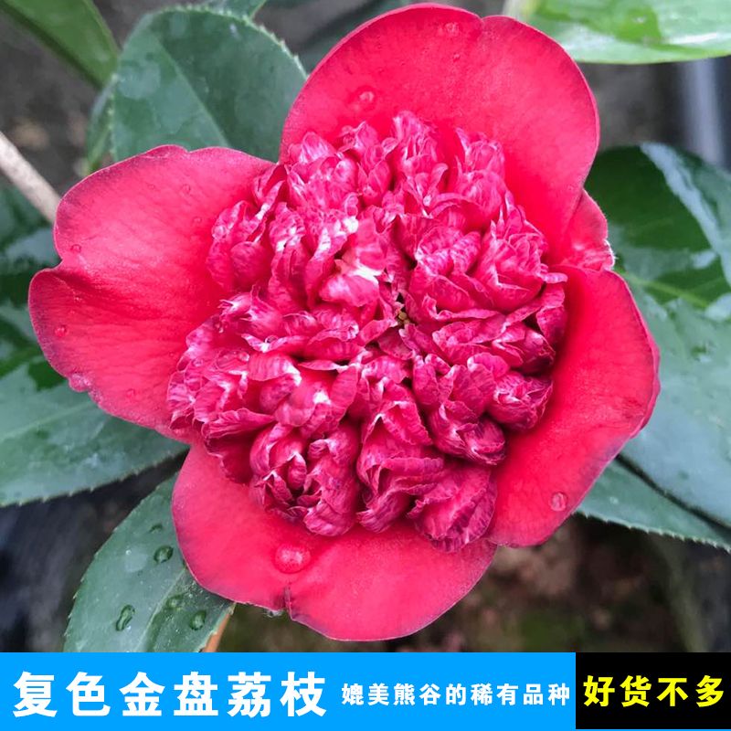 金盘荔枝珠茶花大红宝珍贵品种室内外绿植盆栽花卉福建龙岩耐寒花