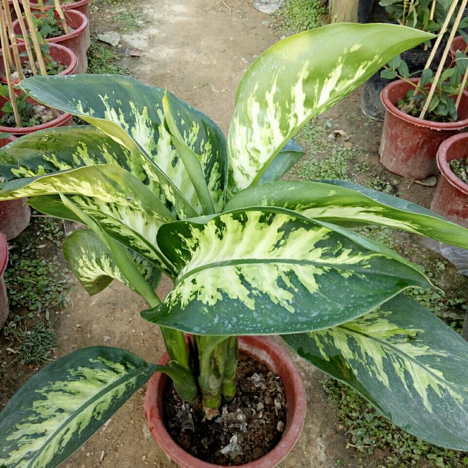 花叶斑马万年青盆栽办公室客厅除甲醛净化空气观叶易种植物【3月12