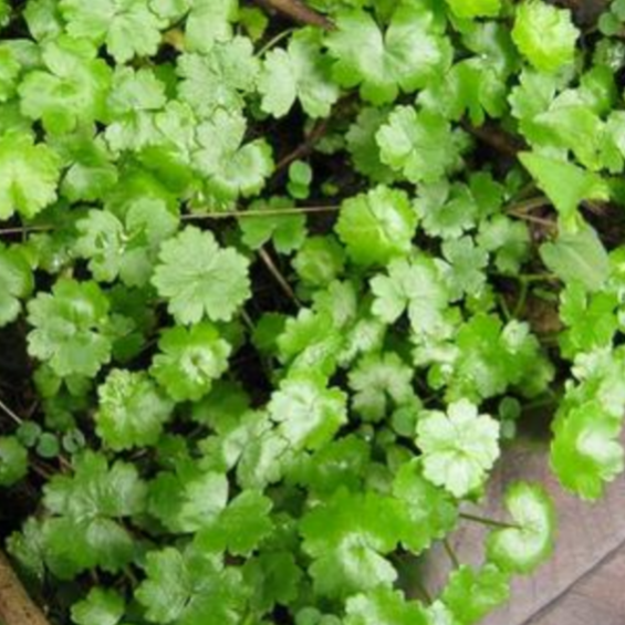 正品野生中草药满天星 落得打 天胡荽 破铜钱 干品切好的货