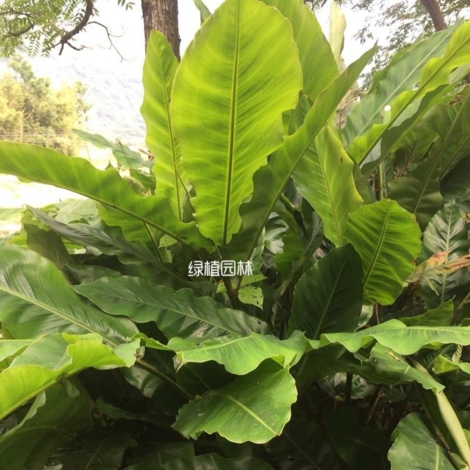 草豆蔻草蔻种苗园林景观绿化庭院阳台绿植四季常绿中大