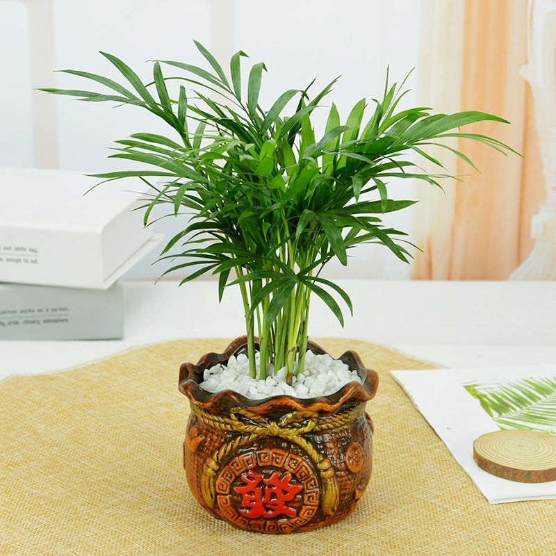 室内绿植推荐大盆栽 1a7be288-fb90-4513-a99e-6461eb8c3948.jpg