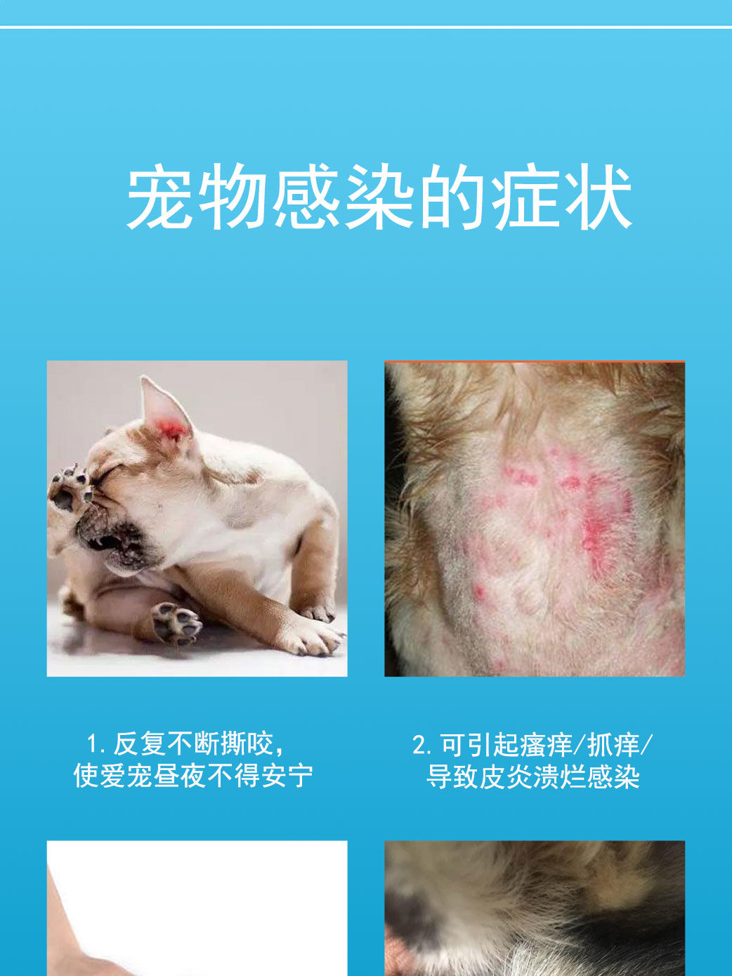 猫蚤圈什么原理_猫蚤咬人后什么症状