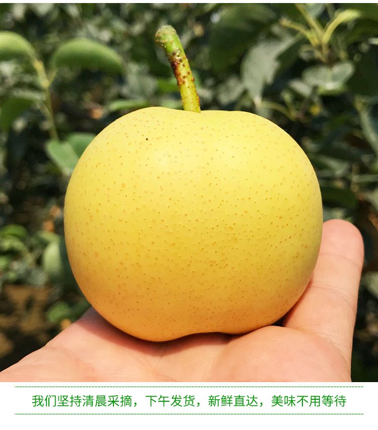 【精品】河北皇冠梨10/5/3斤装新鲜水果梨子非鸭梨雪梨酥梨砀山梨