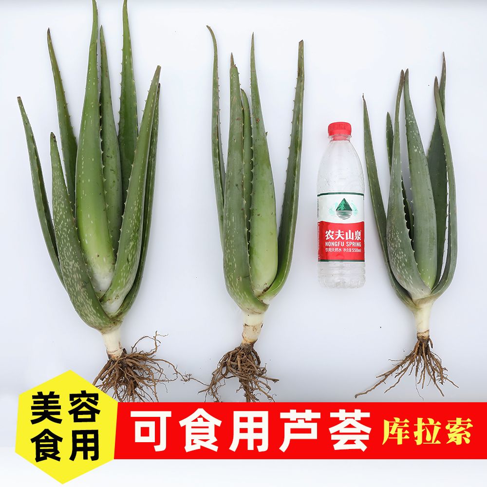 美国库拉索芦荟小苗种籽种子可食用敷脸可以吃的多肉植物盆栽包邮